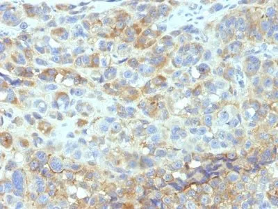 Anti-CD54(W-CAM-1; same as Wehi-CAM-1 or 1H4), CF640R conjugate - image 1