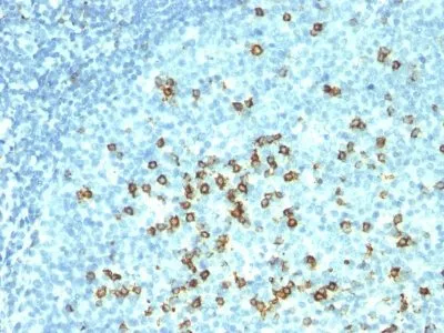 Anti-CD57 / B3GAT1(NK-1 + HNK-1) - image 1