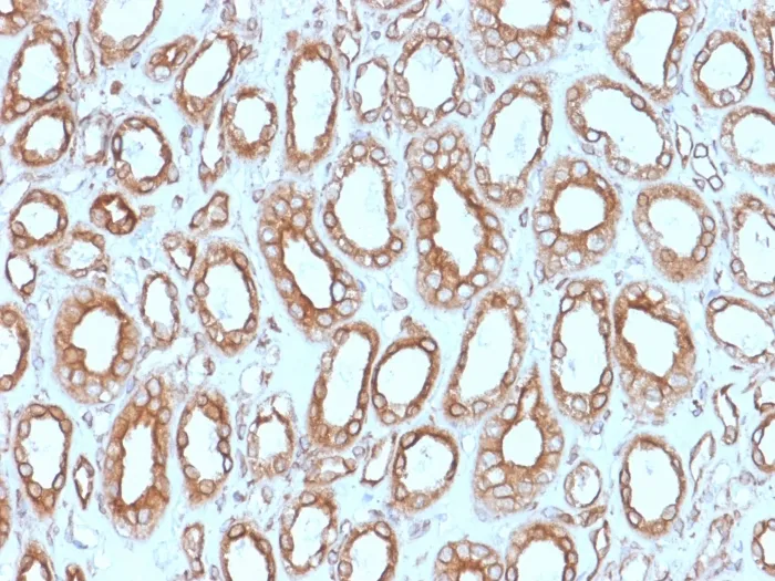 Anti-Calnexin (Endoplasmic Reticulum Marker) (CANX/1543), CF740 conjugate - image 1