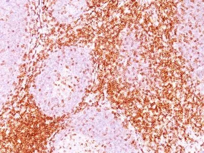 Anti-CD6(3F7B5), CF594 conjugate - image 2