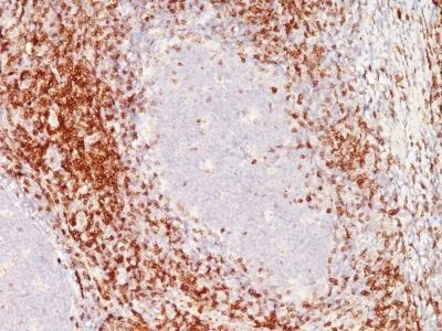 Anti-CD6(C6/372 + 3F7B5), CF594 conjugate - image 1