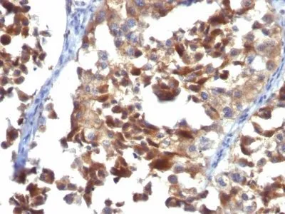 Anti-CD63(LAMP3/968), Biotin conjugate - image 2