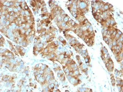 Anti-CD63(LAMP3/968), Biotin conjugate - image 1