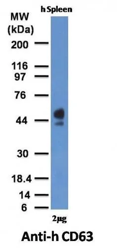 Anti-CD63(MX-49.129.5), CF647 conjugate - image 3