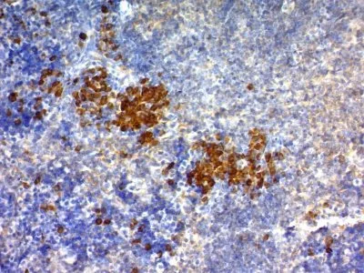 Anti-CD63(NKI-C3) - image 3