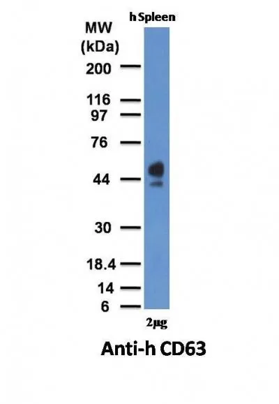 Anti-CD63(NKI-C3) - image 1
