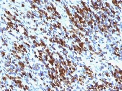 Anti-Myogenin(MGN185 + F5D), CF740 conjugate - image 1