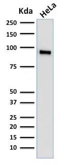 Anti-TLE1 (Synovial Sarcoma Marker) (TLE1/2062), CF740 conjugate - image 3