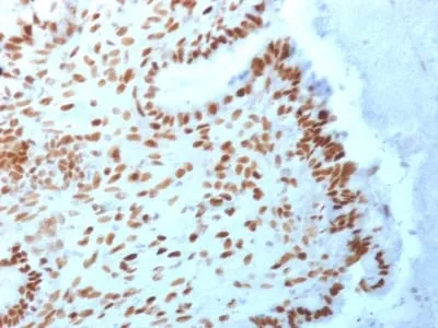 Anti-TLE1 (Synovial Sarcoma Marker) (TLE1/2062), CF740 conjugate - image 1