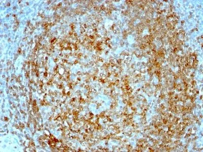Anti-CD74(CLIP/813), CF640R conjugate - image 1