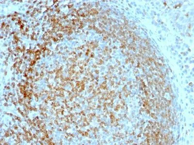 Anti-CD74(LN-2) - image 1
