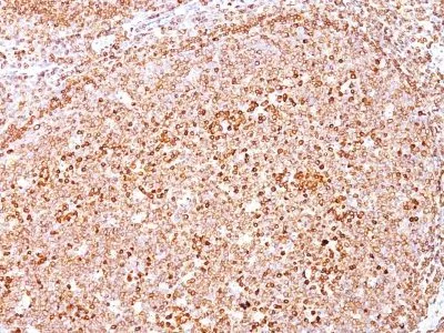 Anti-CD79a(HM47/A9), CF640R conjugate - image 1