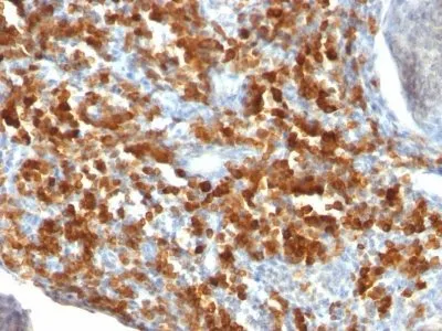 Anti-CD79a(IGA/515), CF594 conjugate - image 1