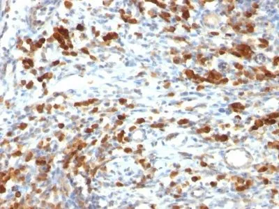 Anti-CD79a(IGA/764), CF594 conjugate - image 1