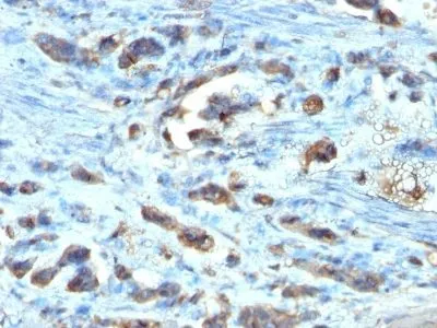 Anti-Cdc20(AR12), CF488A conjugate - image 1