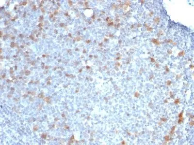 Anti-Cdc20(CDC20/1102) - image 2