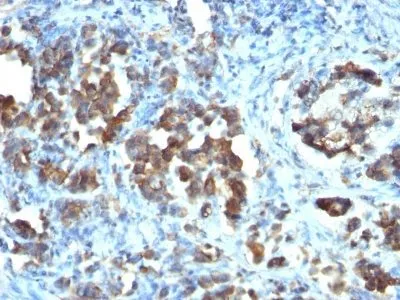 Anti-Cdc20(CDC20/1102), CF647 conjugate - image 1