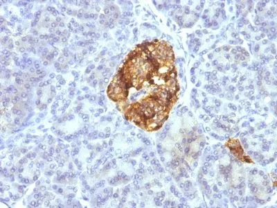 Anti-Chromogranin A(CGA414 + CGA/777 + CGA/798), CF594 conjugate - image 2