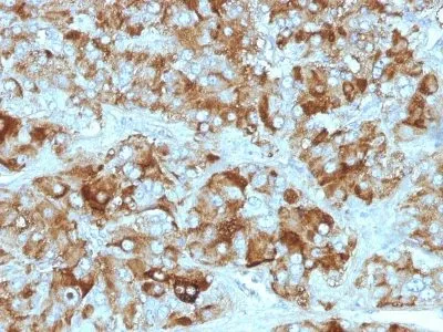Anti-Chromogranin A(CGA414 + CGA/777 + CGA/798), CF594 conjugate - image 4