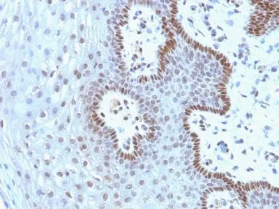 Anti-c-Myc(9E10.3), CF405S conjugate - image 1