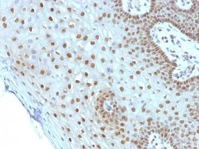 Anti-c-Myc(MYC275), CF405S conjugate - image 1