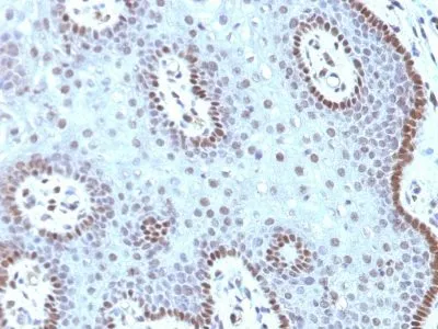 Anti-c-Myc(MYC909), CF640R conjugate - image 1