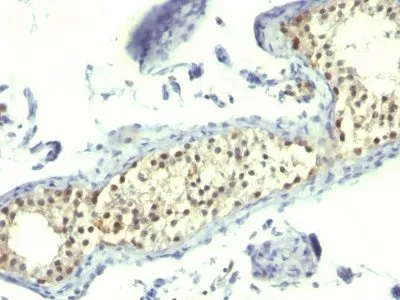 Anti-Complement C4d(C4D205), Biotin conjugate - image 1