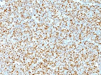 Anti-Cyclin D1(DCS-6), CF640R conjugate - image 1
