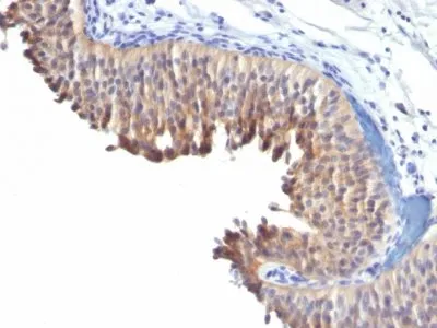 Anti-Cytokeratin 10(LH2), CF640R conjugate - image 1