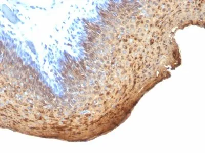 Anti-Cytokeratin 10/13(DE-K13), CF640R conjugate - image 1