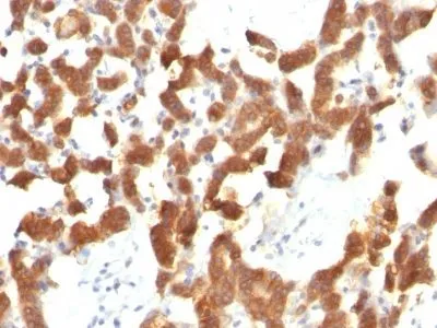 Anti-Cytokeratin 18(KRT18/834) - image 3