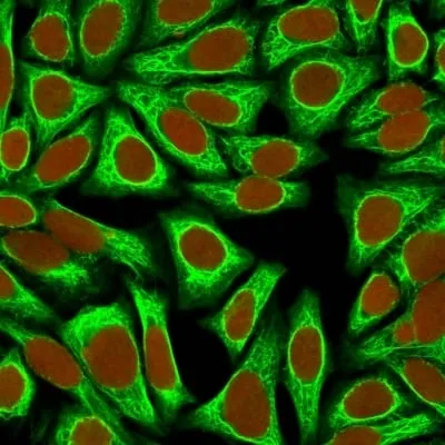 Anti-Cytokeratin 18(KRT18/836), CF405S conjugate - image 2