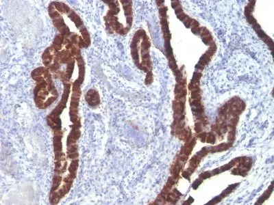 Anti-Cytokeratin 7(K72.7), CF568 conjugate - image 2