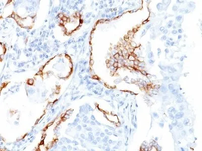 Anti-Cytokeratin 7(K72.7), CF568 conjugate - image 1