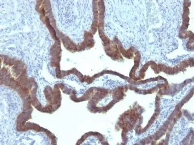 Anti-Cytokeratin 7(KRT7/903) - image 1