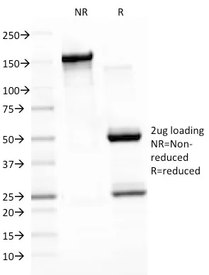 Anti-Epstein-Barr Virus (LMP-1)(CS3), CF740 conjugate - image 1