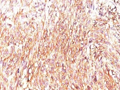 Anti-DOG-1(DOG1.1), Biotin conjugate - image 1