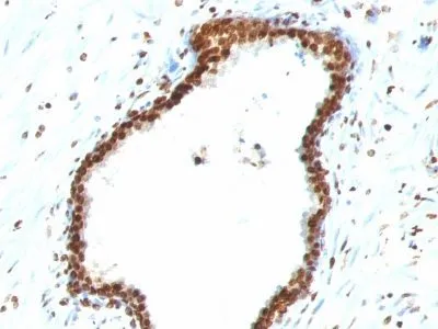 Anti-Double Stranded DNA (dsDNA)(121-3), CF405S conjugate - image 1
