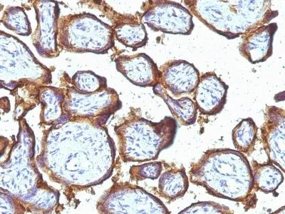 Anti-EGFR(31G7), Biotin conjugate - image 1