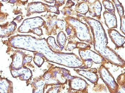 Anti-EGFR(GFR1195 + 31G7), CF405S conjugate - image 1