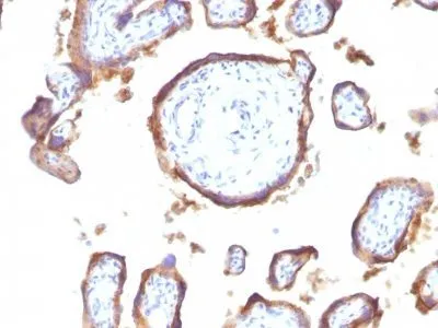 Anti-EGFR(GFR1195), Biotin conjugate - image 1