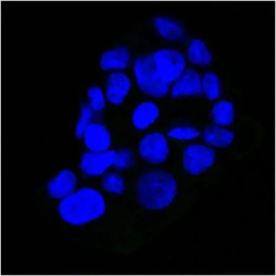 Anti-EGFR(GFR450), Biotin conjugate - image 4