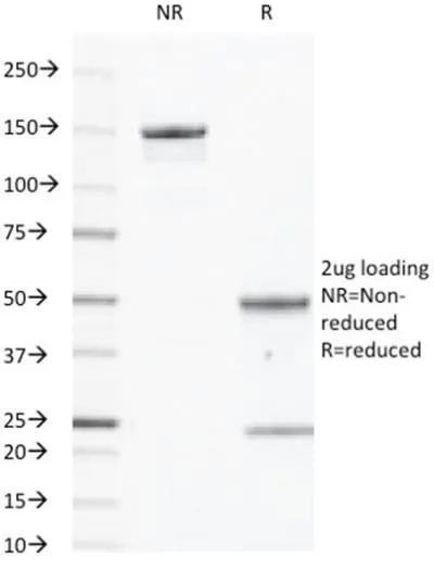 Anti-EGFR(GFR450), Biotin conjugate - image 1