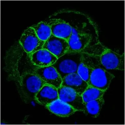 Anti-EGFR(GFR450), CF568 conjugate - image 3