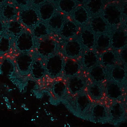 Anti-Eosinophil Peroxidase(AHE-1), Biotin conjugate - image 1