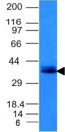 Anti-Ep-CAM / CD326(EGP40/1120), Biotin conjugate - image 2
