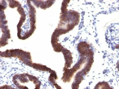 Anti-Ep-CAM / CD326(EGP40/1120), Biotin conjugate - image 1