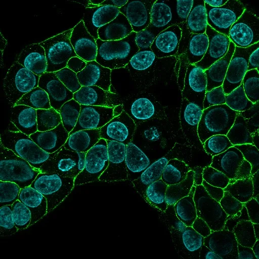 Anti-Ep-CAM / CD326(EGP40/826), Biotin conjugate - image 2
