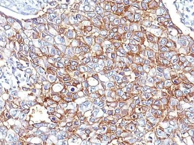 Anti-Ep-CAM / CD326(EGP40/826), Biotin conjugate - image 3