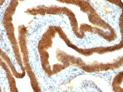 Anti-Ep-CAM / CD326(VU-1D9), CF405M conjugate - image 2